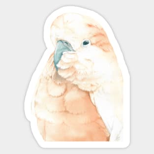 salmon-crested cockatoo watercolor portrait muluccan cacatua parrot Sticker